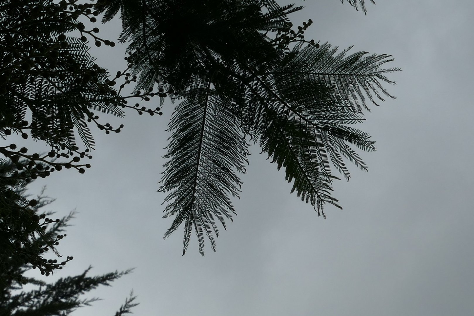 RIP, Fern-leaved acacia, December 2018