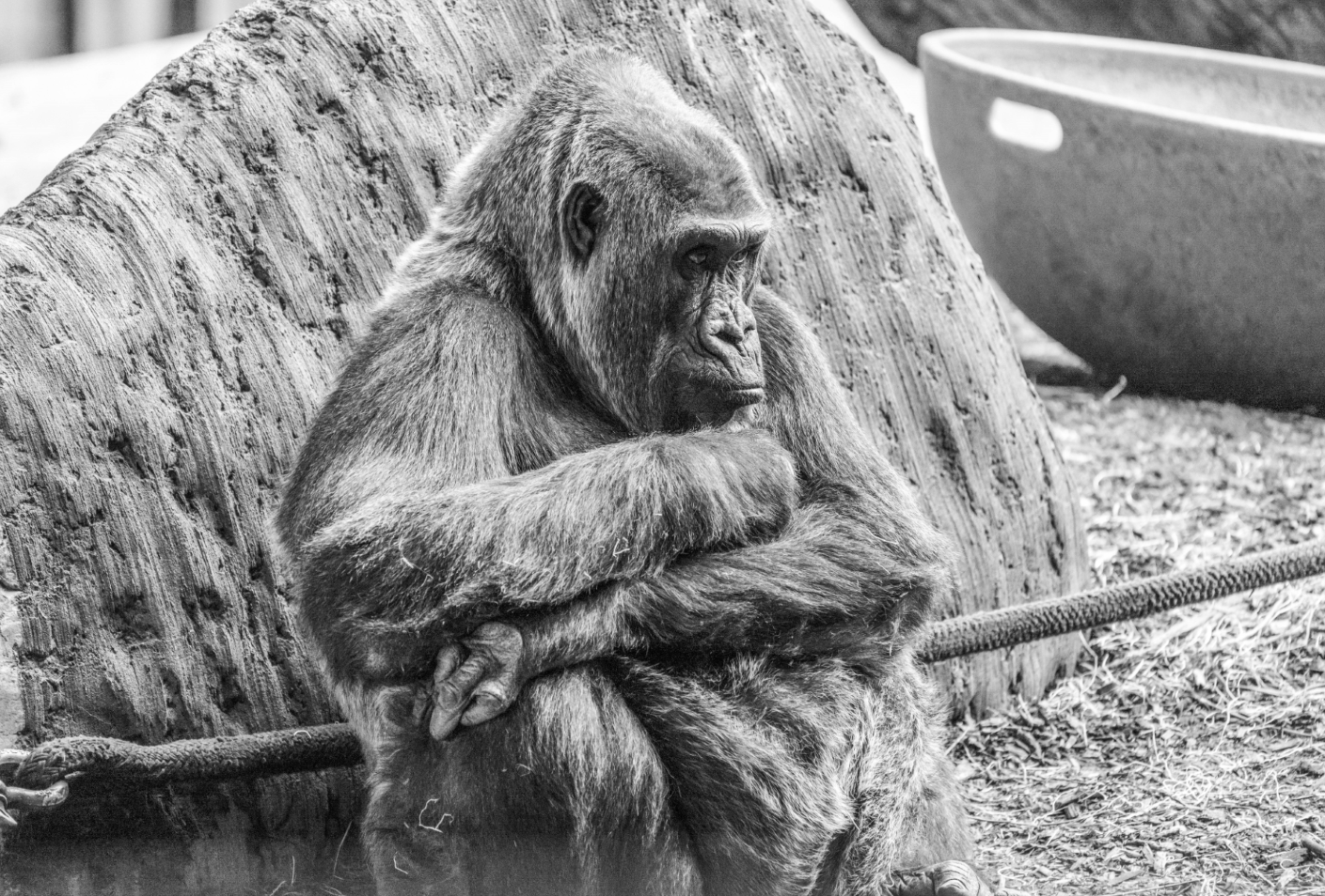RIP Josephine the 49 year-old female Western Lowland Gorilla