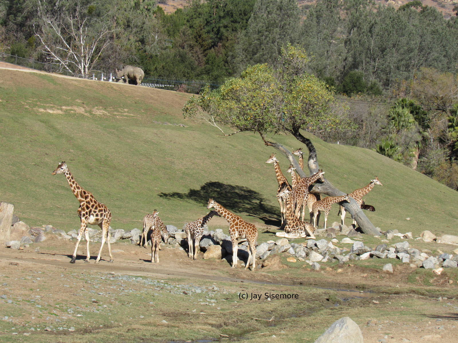 RIP Last Chances of Pure Rothschild's