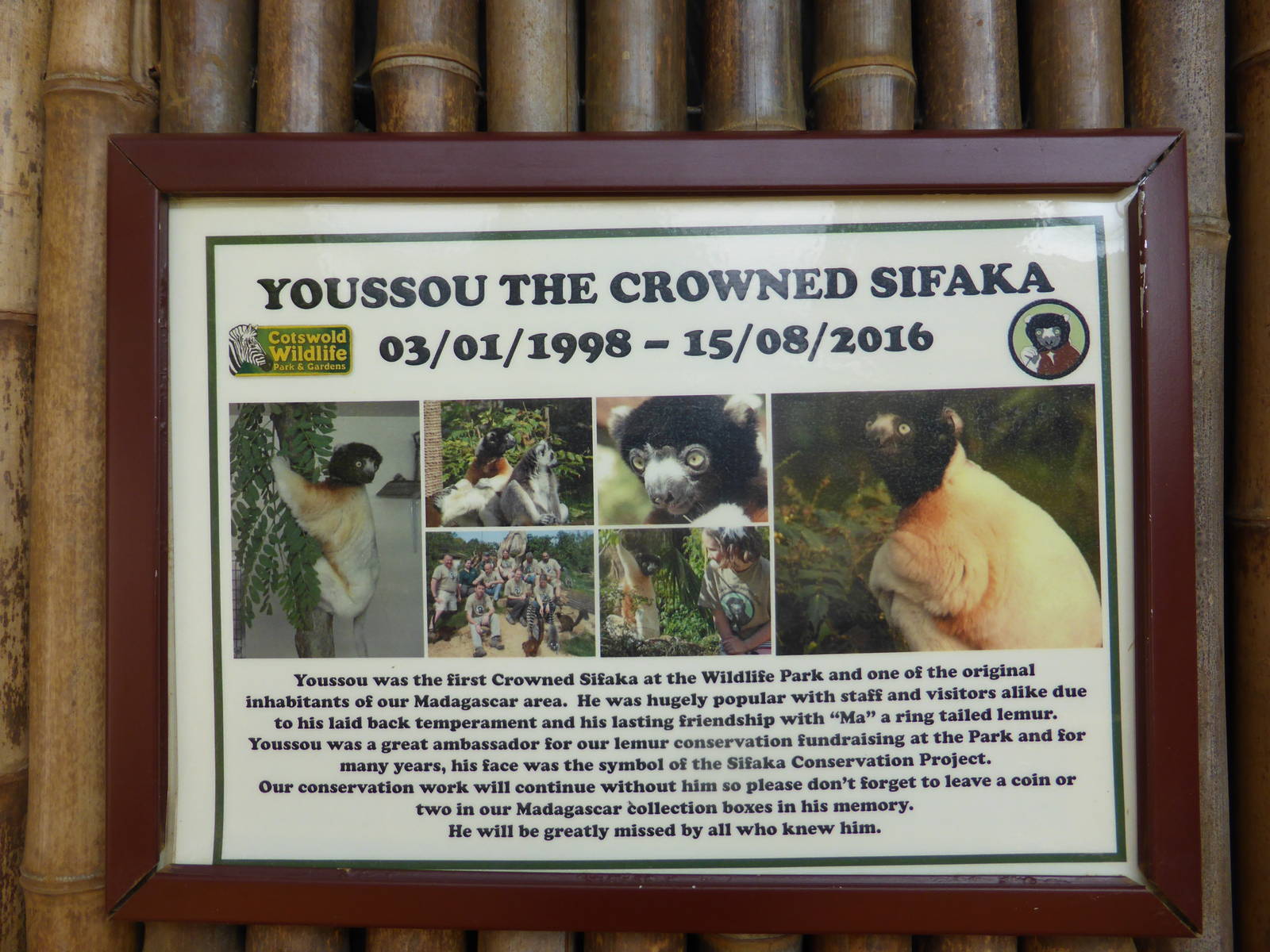 RIP  Youssou the crowned sfaka