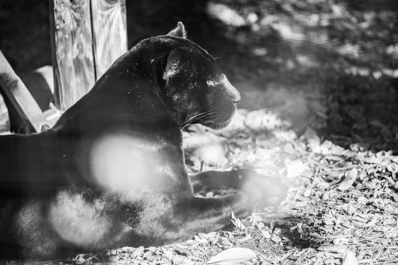 RIP Zambucca the 17-year-old Black Jaguar