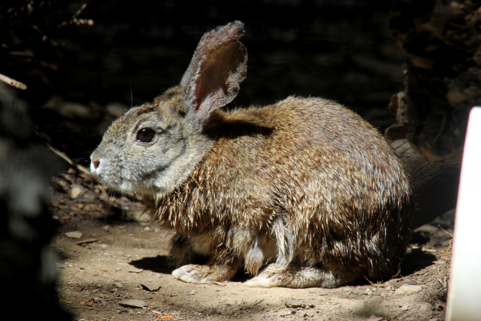 riparian brush rabbit (Sylvilagus bachmani riparius)