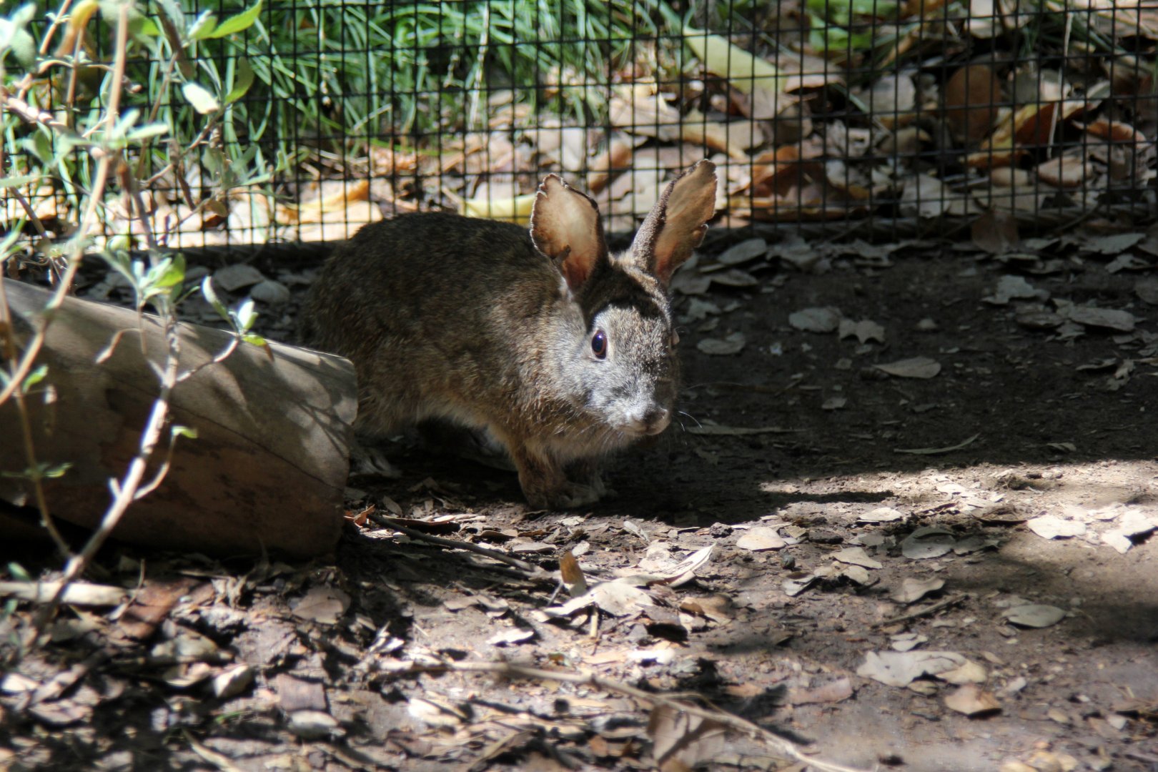 riparian brush rabbit (Sylvilagus bachmani riparius)