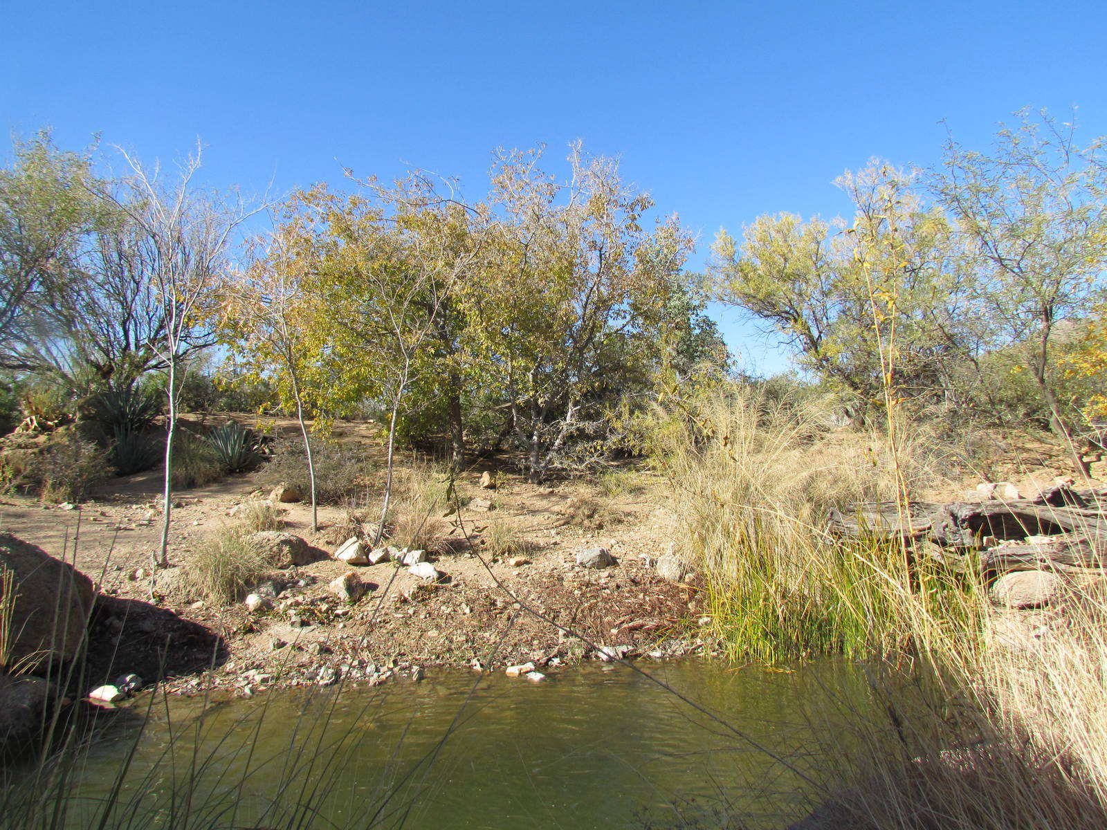 Riparian Corridor - Coati Exhibit