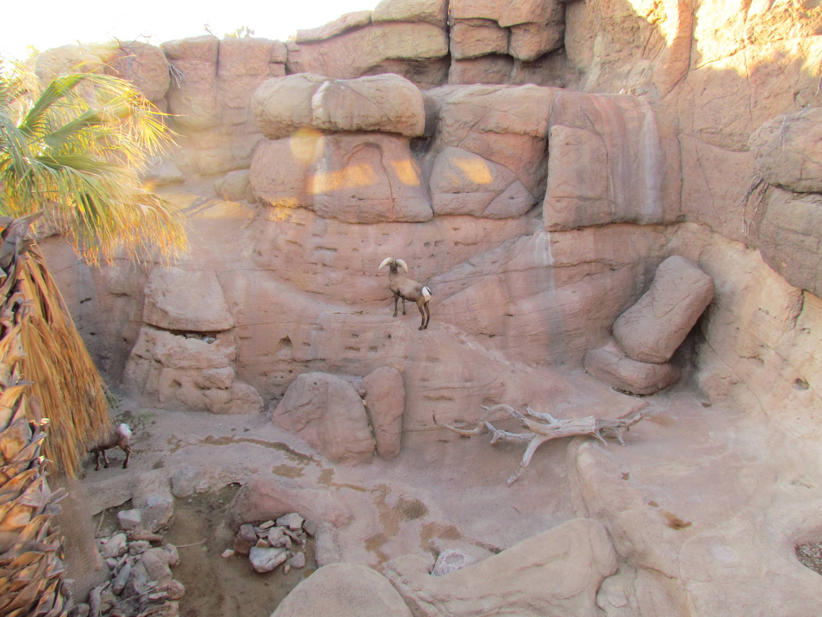 Riparian Corridor - Desert Bighorn Sheep Exhibit