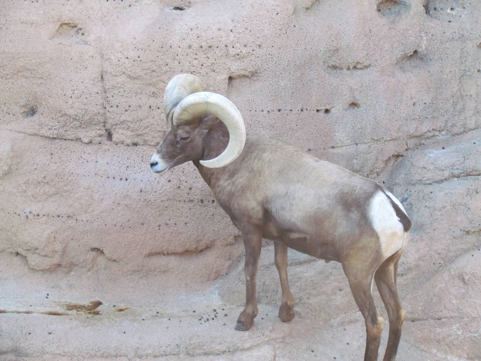 Riparian Corridor - Desert Bighorn Sheep