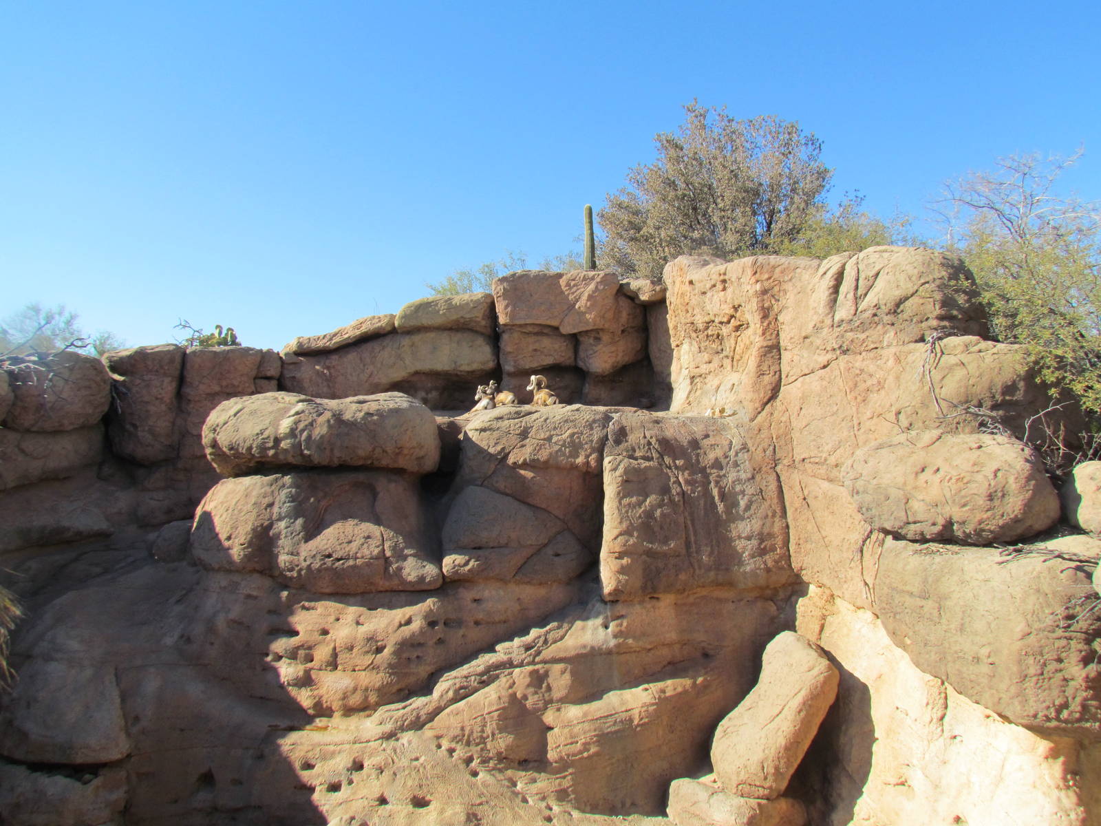 Riparian Corridor - Desert Bighorn Sheep