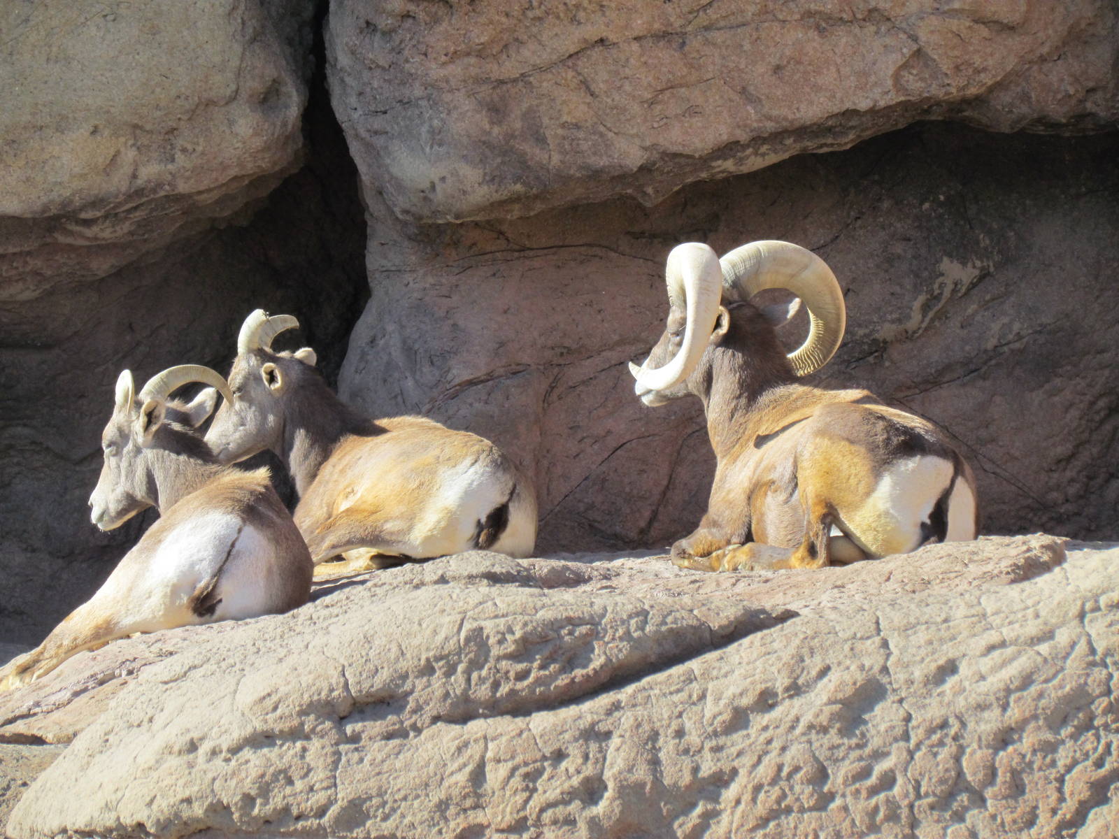 Riparian Corridor - Desert Bighorn Sheep