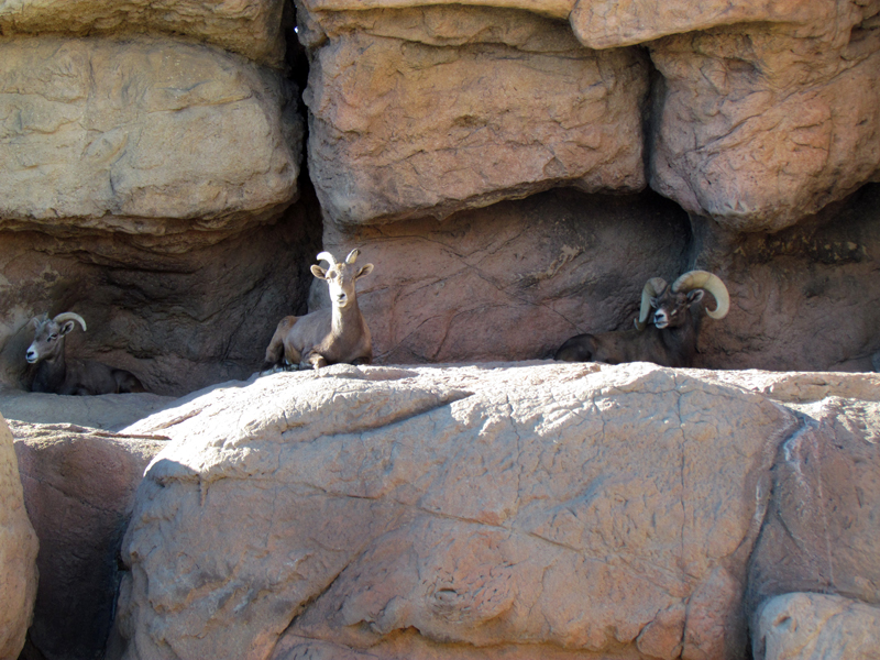 Riparian Corridor - Desert Bighorn Sheep