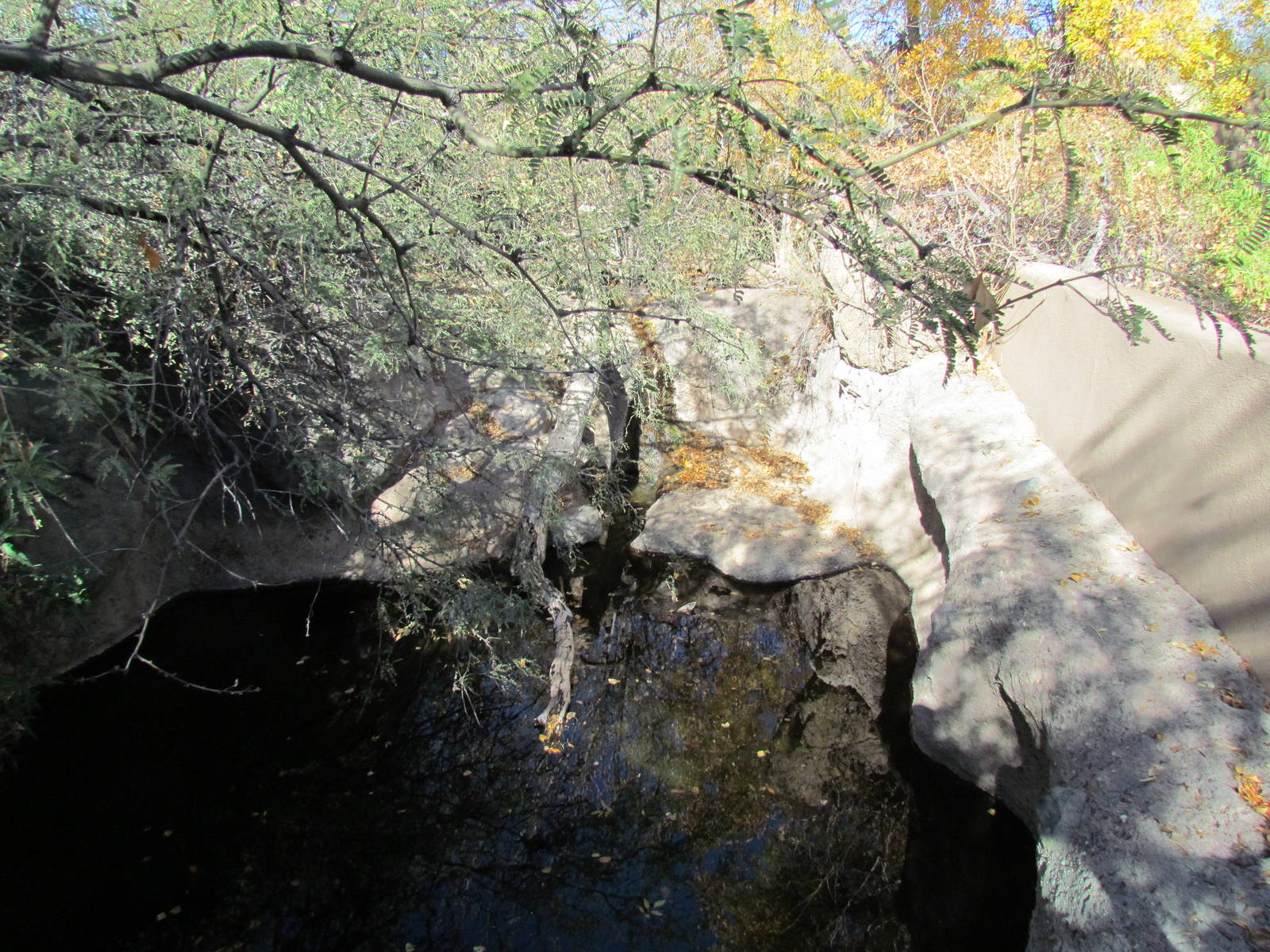 Riparian Corridor - Otter Exhibit