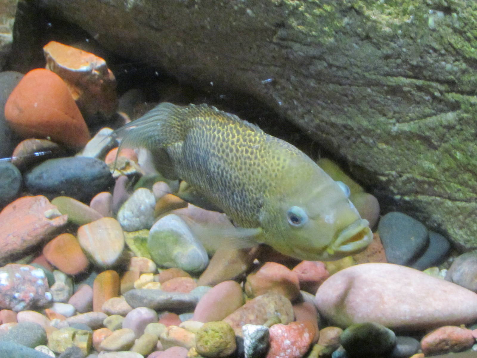 Riparian Corridor - Sinaloan Cichlid