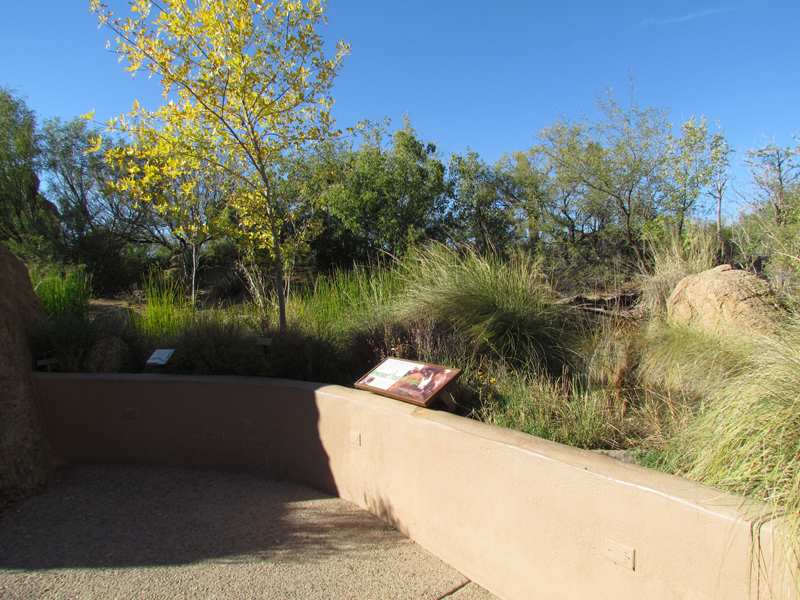 Riparian Corridor - White-nosed Coati Exhibit