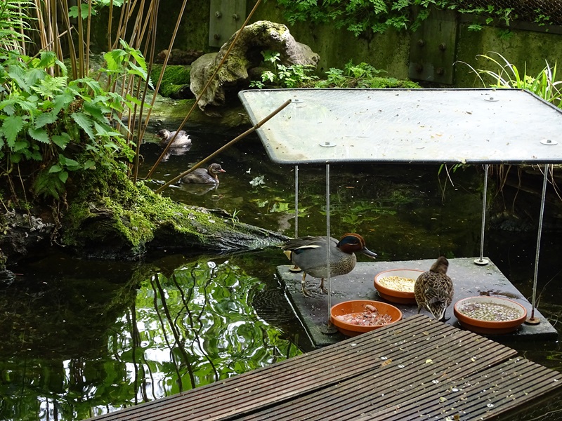 Riparian forest aviary - teals and grebes