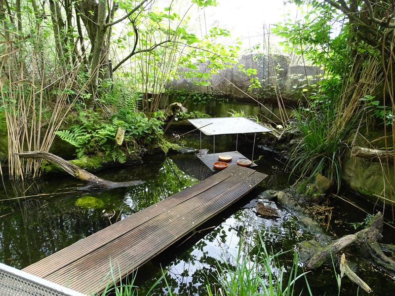 Riparian forest aviary