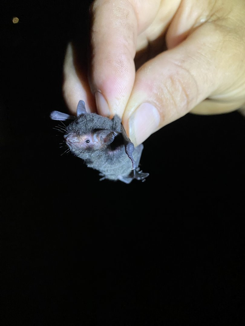 Riparian Myotis (Myotis riparius)