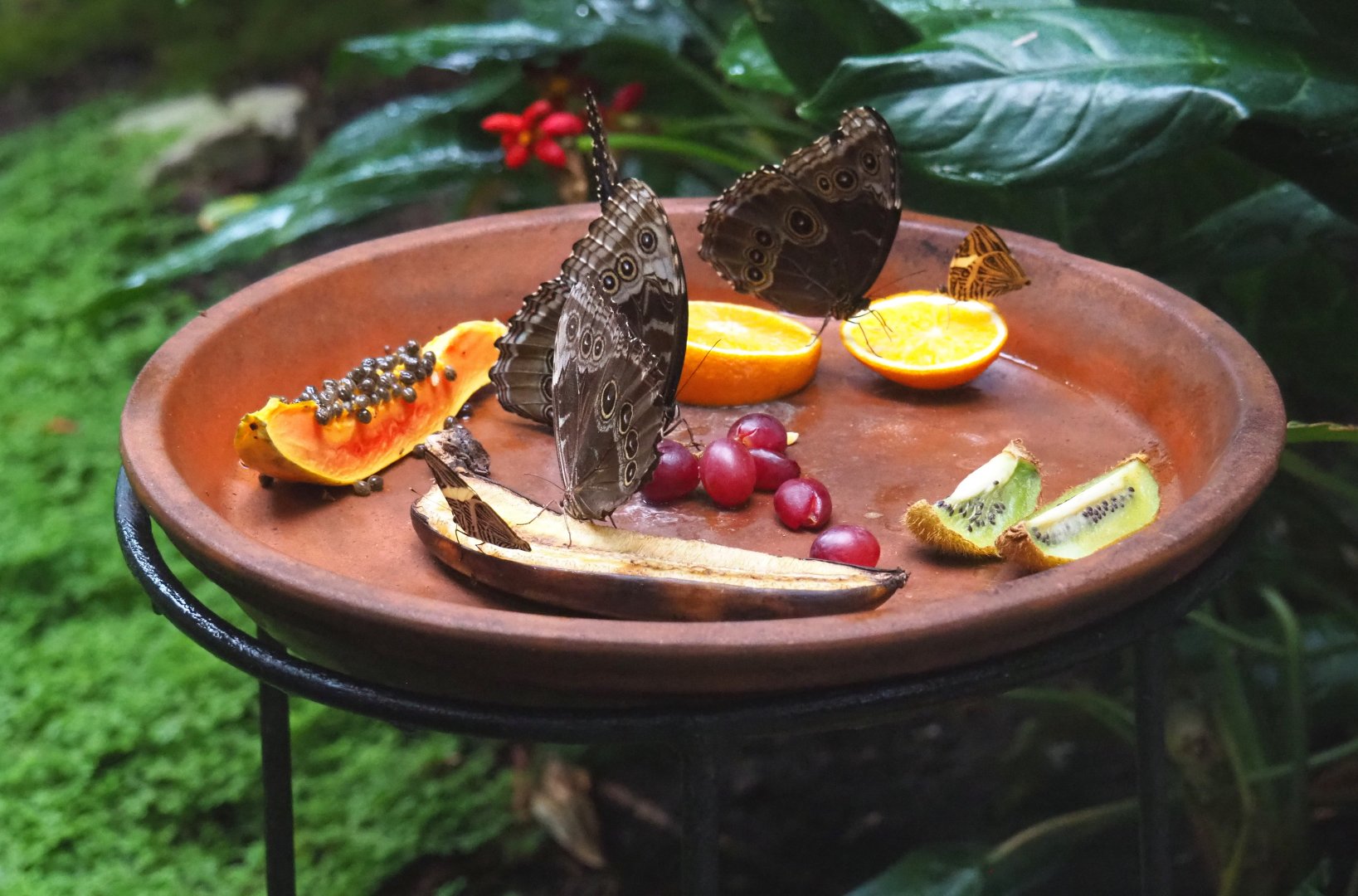 Ripe fruit feeder for butterflies, 2021-06-12