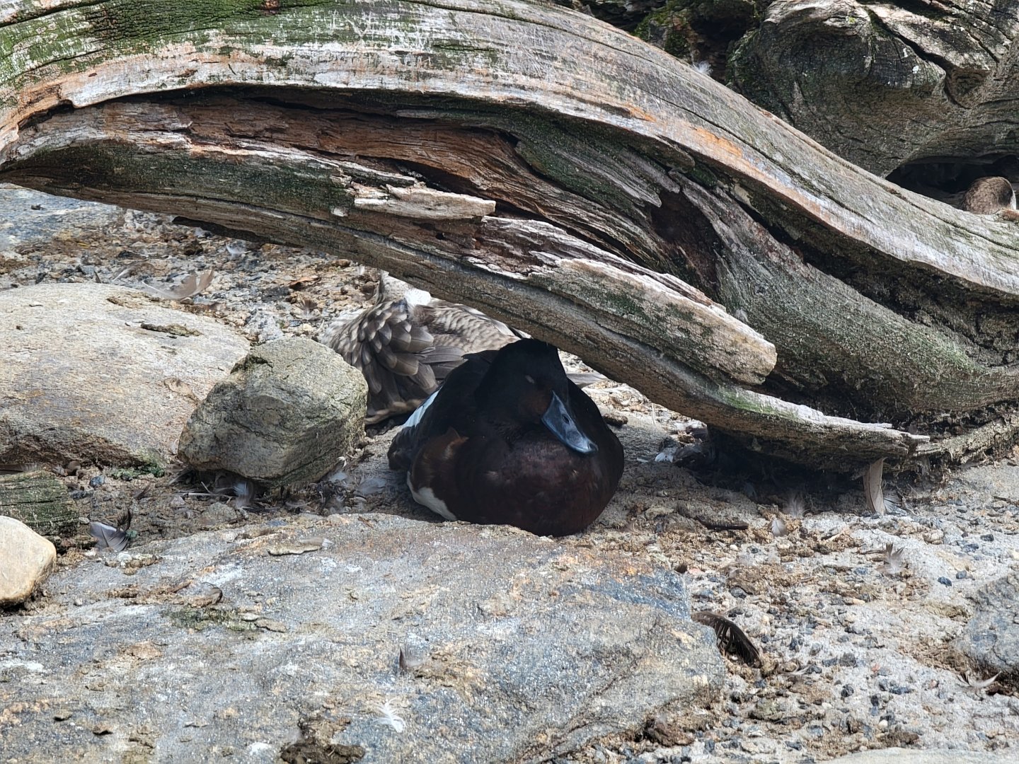 Ripley Waterfowl Conservancy - Baer's pochard?, marbled teal