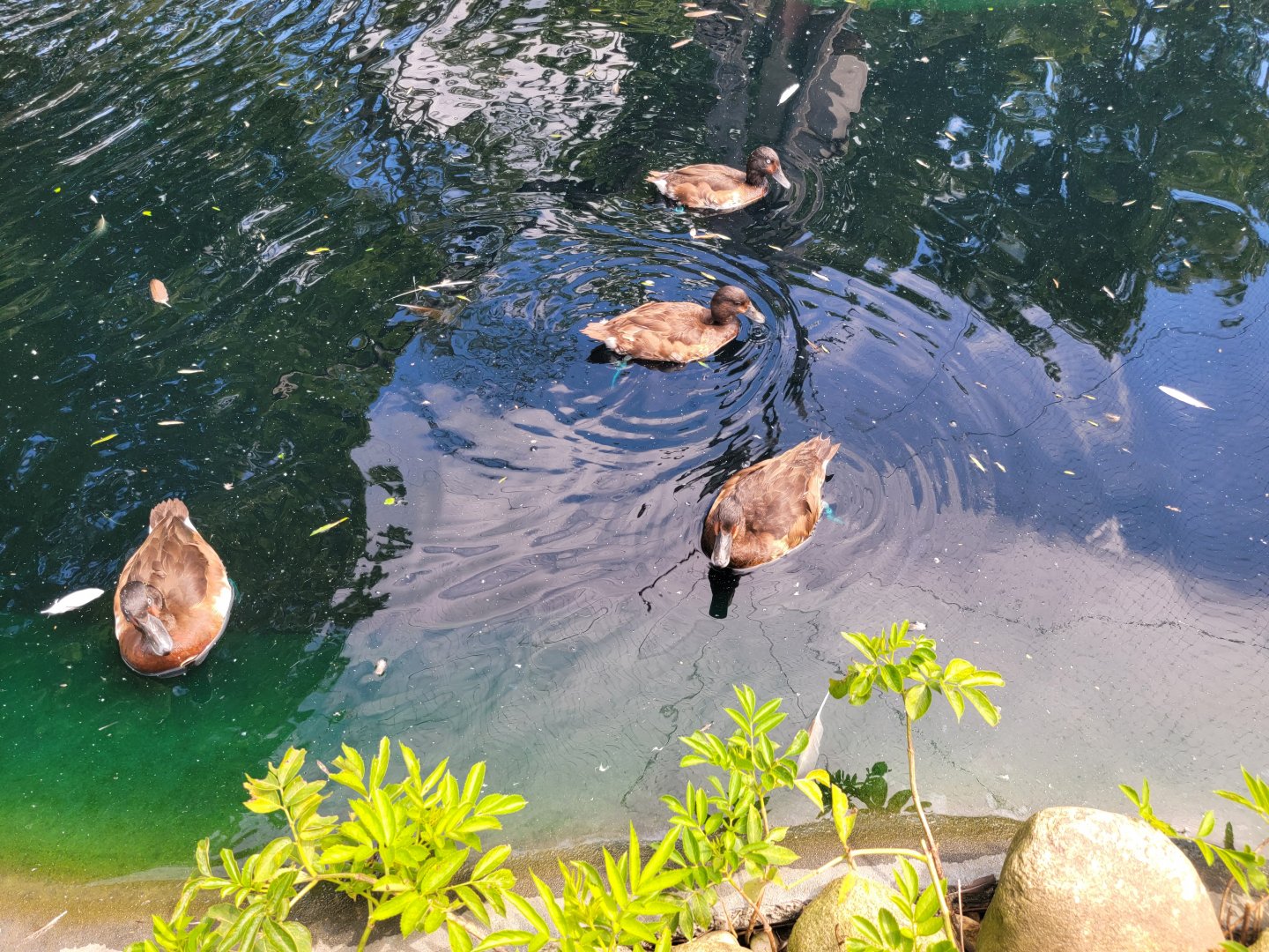 Ripley Waterfowl Conservancy - Baer's pochards