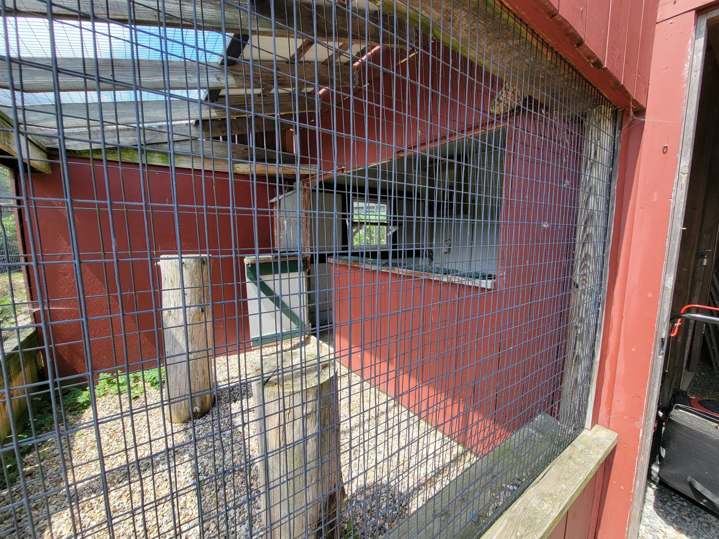 Ripley Waterfowl Conservancy - Barn owl