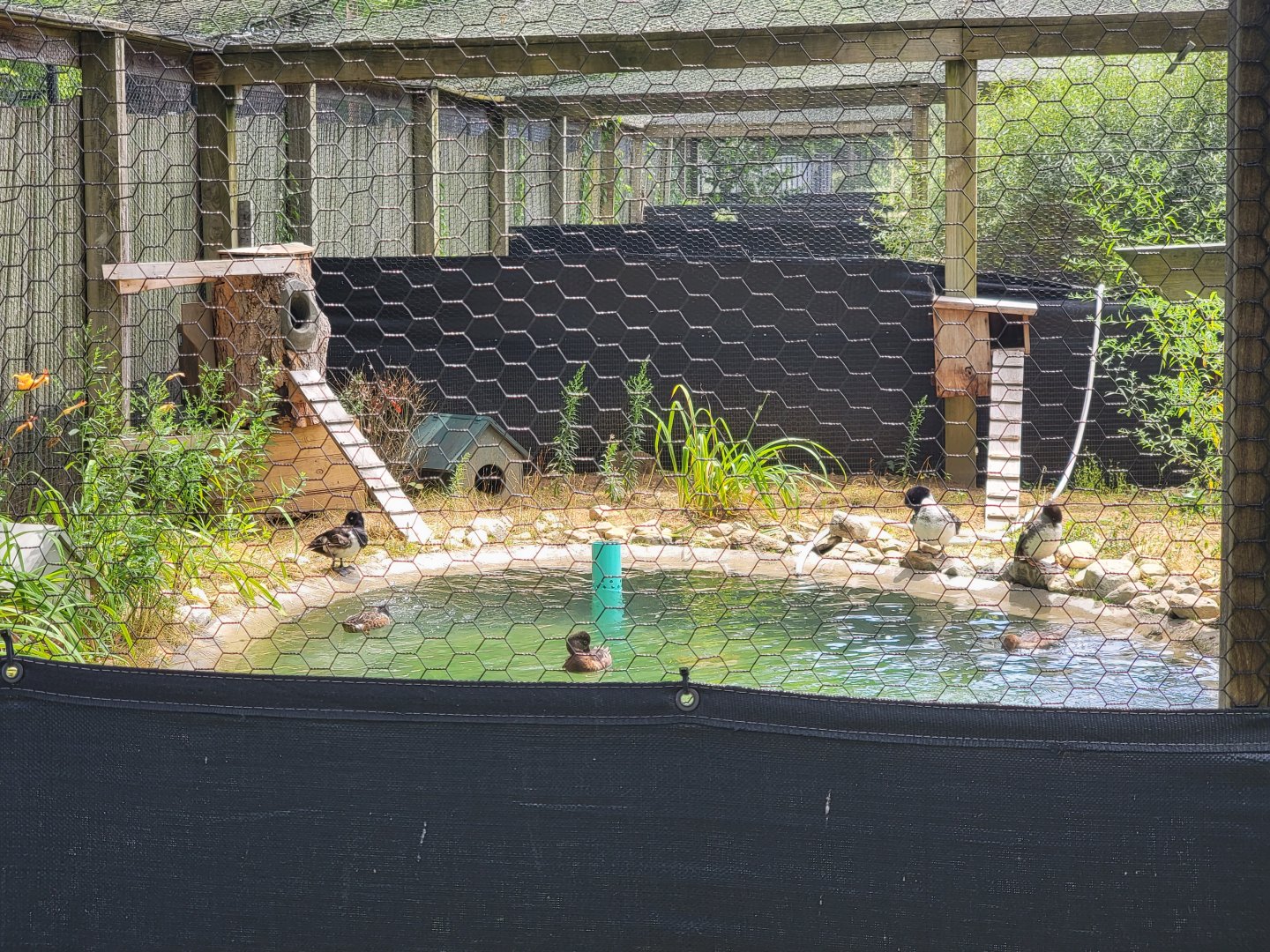 Ripley Waterfowl Conservancy - Breeding aviaries