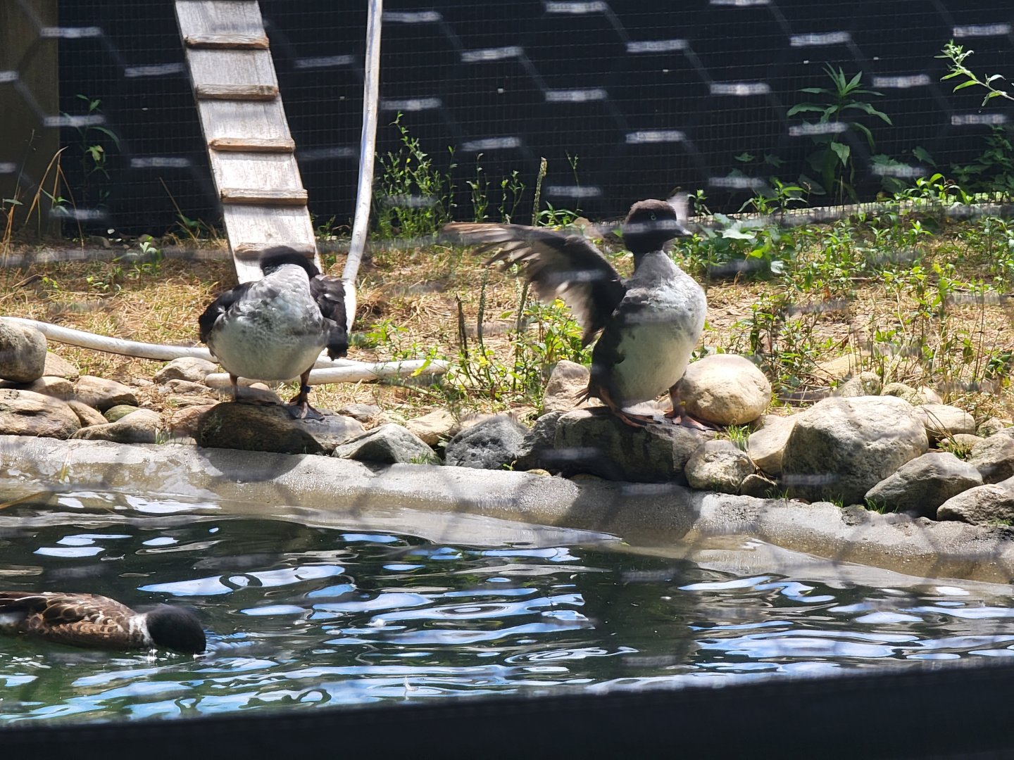 Ripley Waterfowl Conservancy - Breeding aviaries
