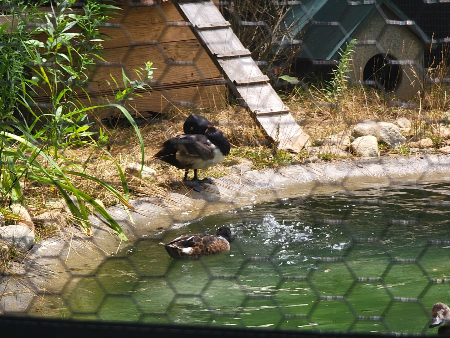 Ripley Waterfowl Conservancy - Breeding aviaries