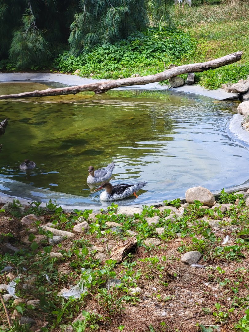 Ripley Waterfowl Conservancy - Chinese mergansers, smew, and Siberian crane