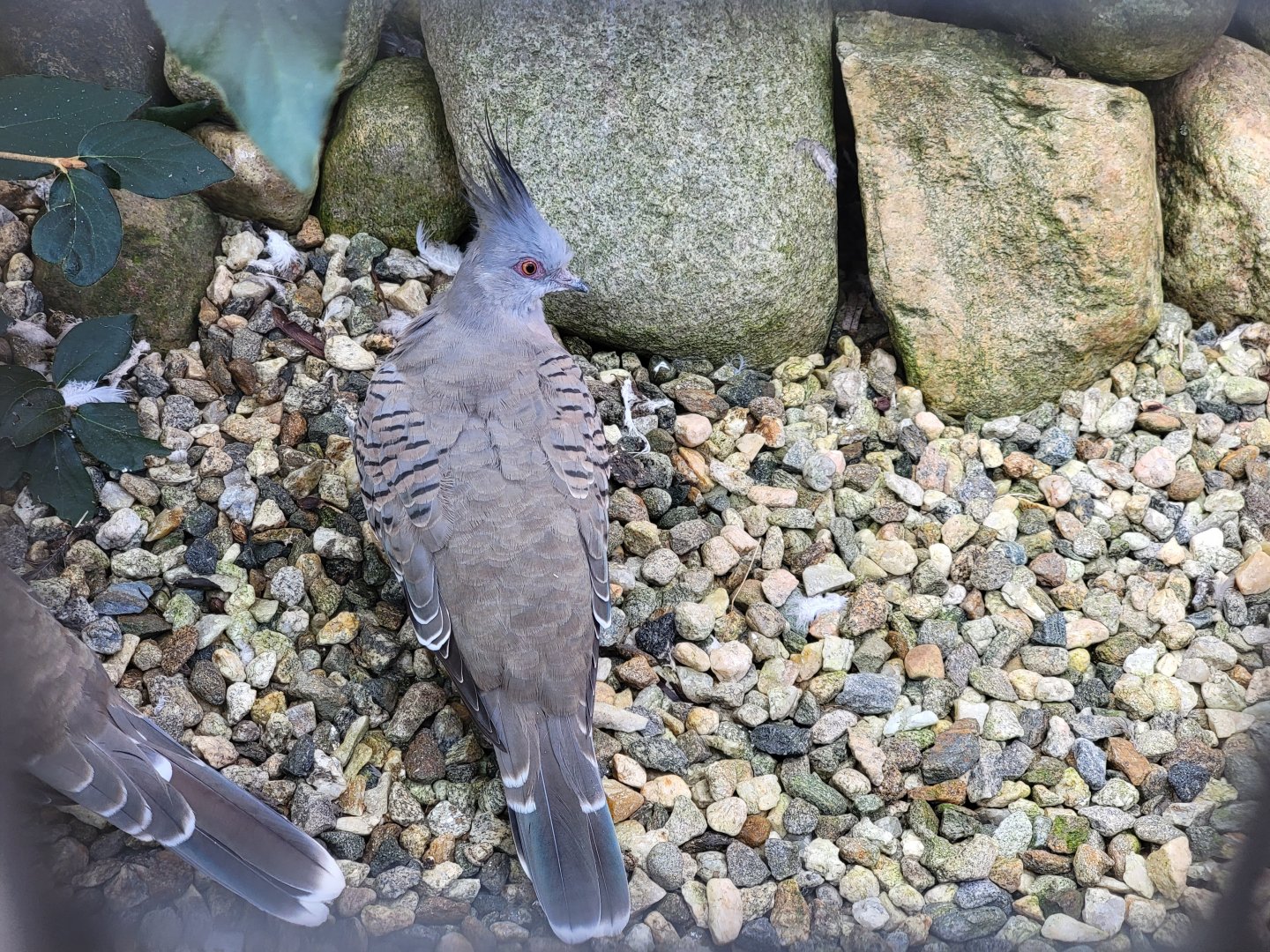 Ripley Waterfowl Conservancy - Crested pigeons