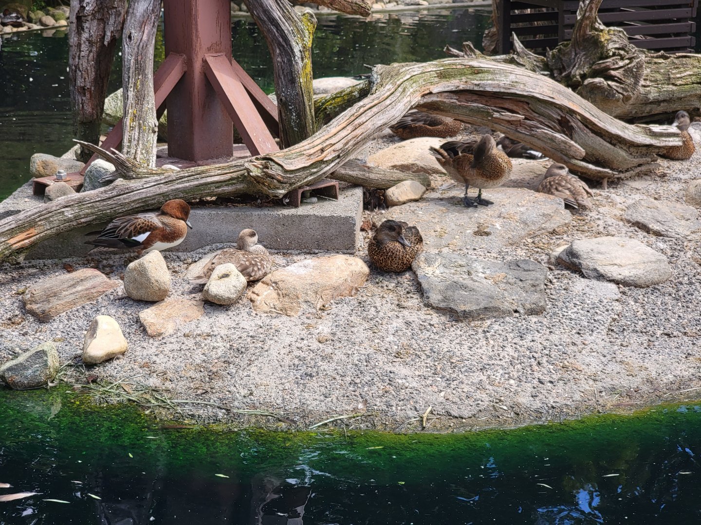 Ripley Waterfowl Conservancy - Eurasian wigeon, marbled teal, falcated teal