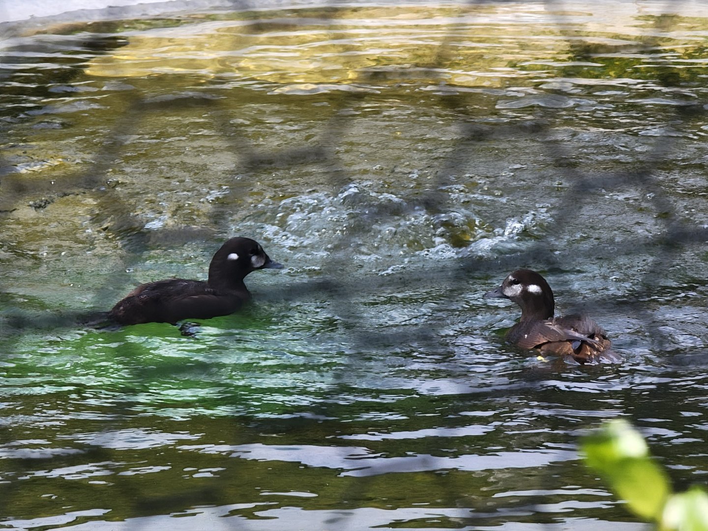 Ripley Waterfowl Conservancy - Harlequin ducks