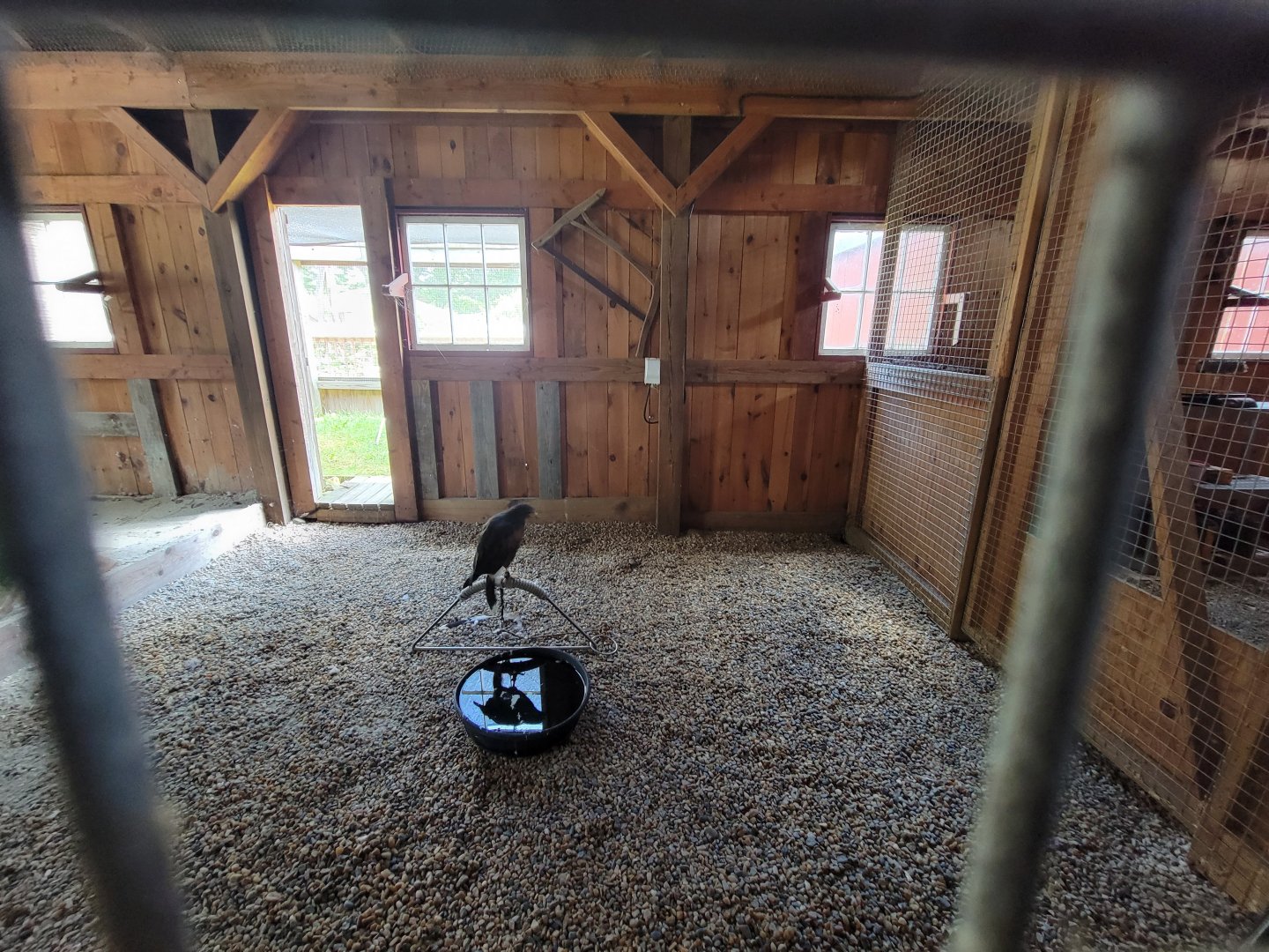 Ripley Waterfowl Conservancy - Harris's hawk