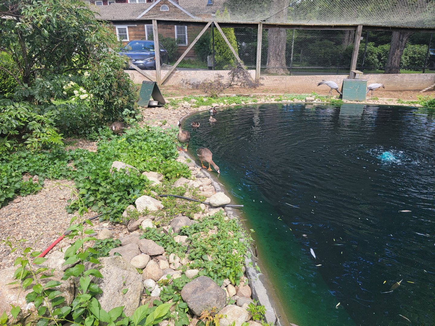 Ripley Waterfowl Conservancy - Lesser white-fronted geese, demoiselle cranes