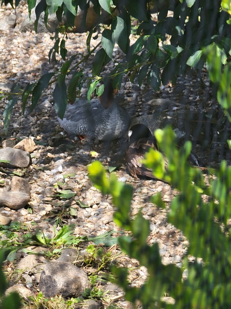 Ripley Waterfowl Conservancy - Long-tailed duck, Chinese merganser