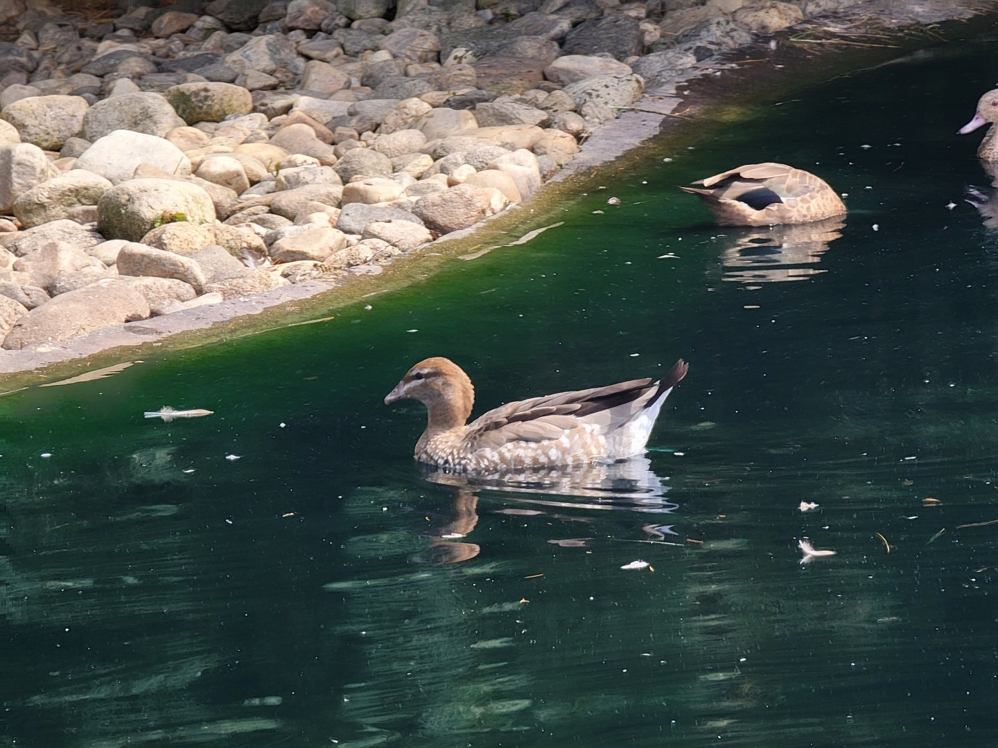 Ripley Waterfowl Conservancy - Maned wood duck
