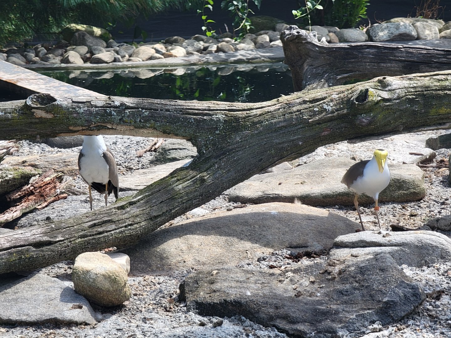 Ripley Waterfowl Conservancy - Masked lapwings guarding their territory