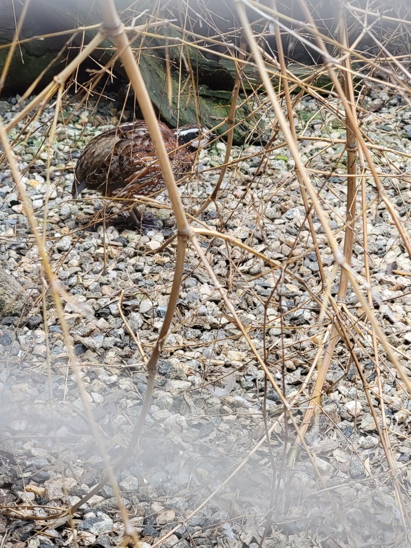 Ripley Waterfowl Conservancy - Northern bobwhite quail
