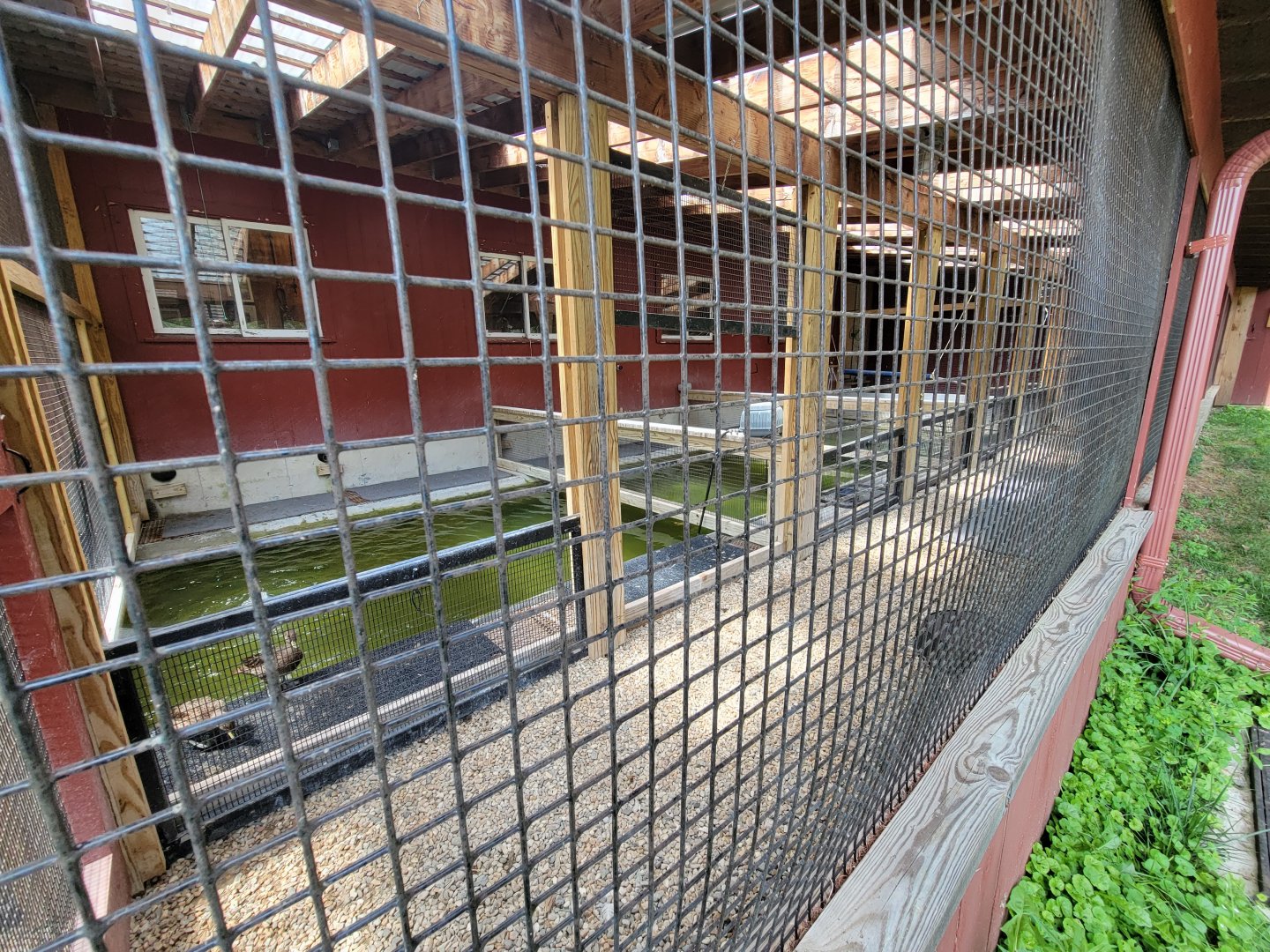 Ripley Waterfowl Conservancy - Pens to introduce ducklings to more water