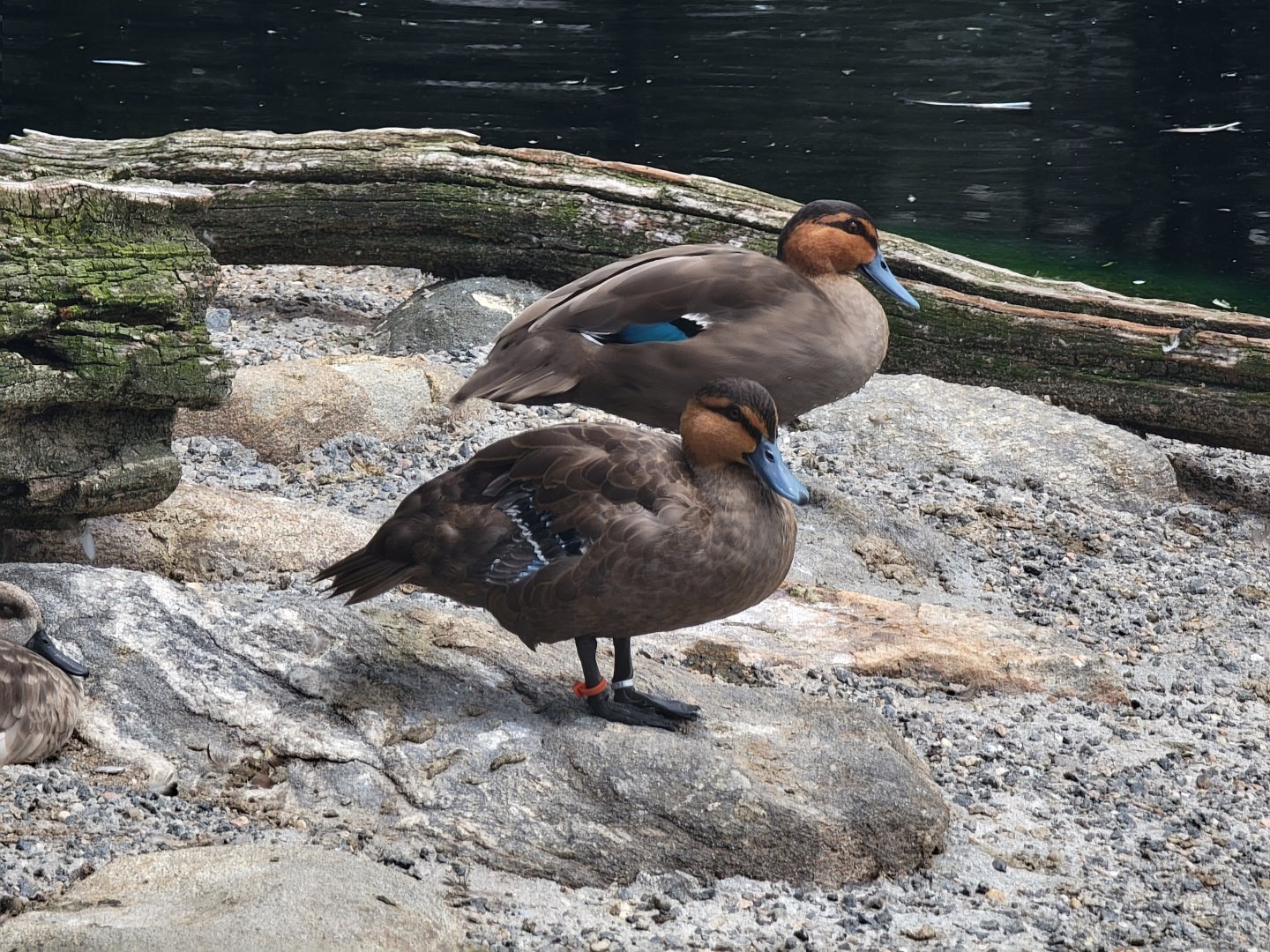 Ripley Waterfowl Conservancy - Philippine duck