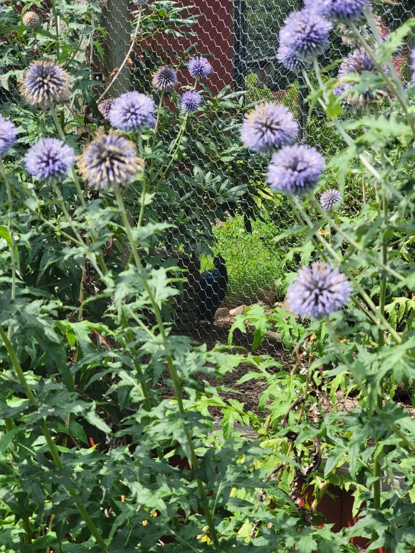 Ripley Waterfowl Conservancy - Private aviaries
