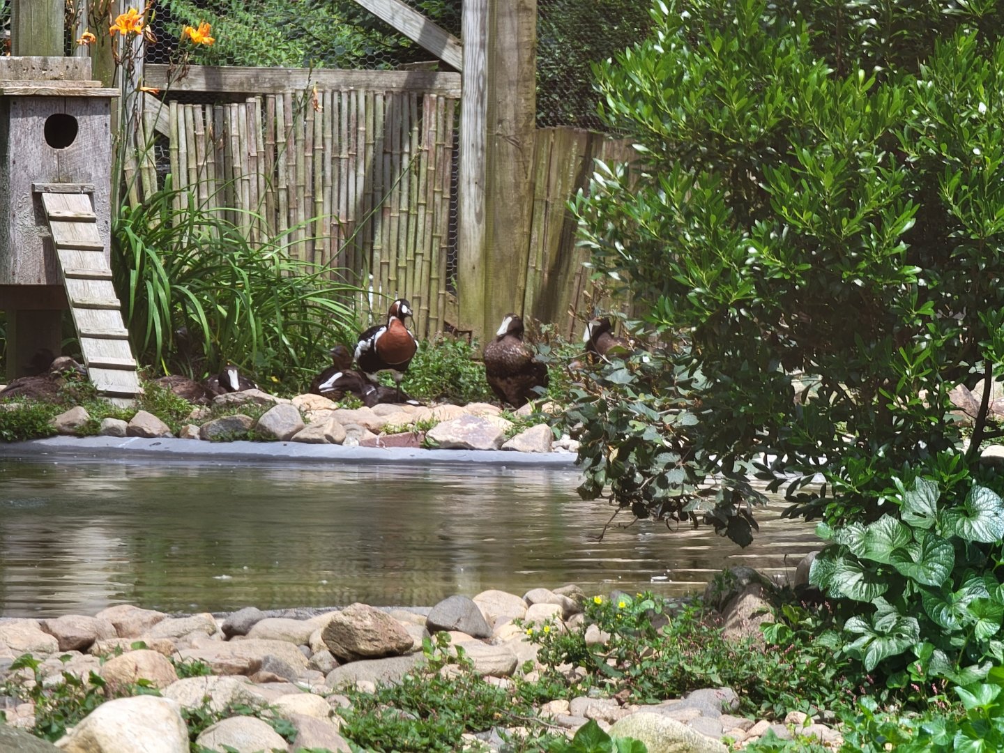Ripley Waterfowl Conservancy - Private aviaries