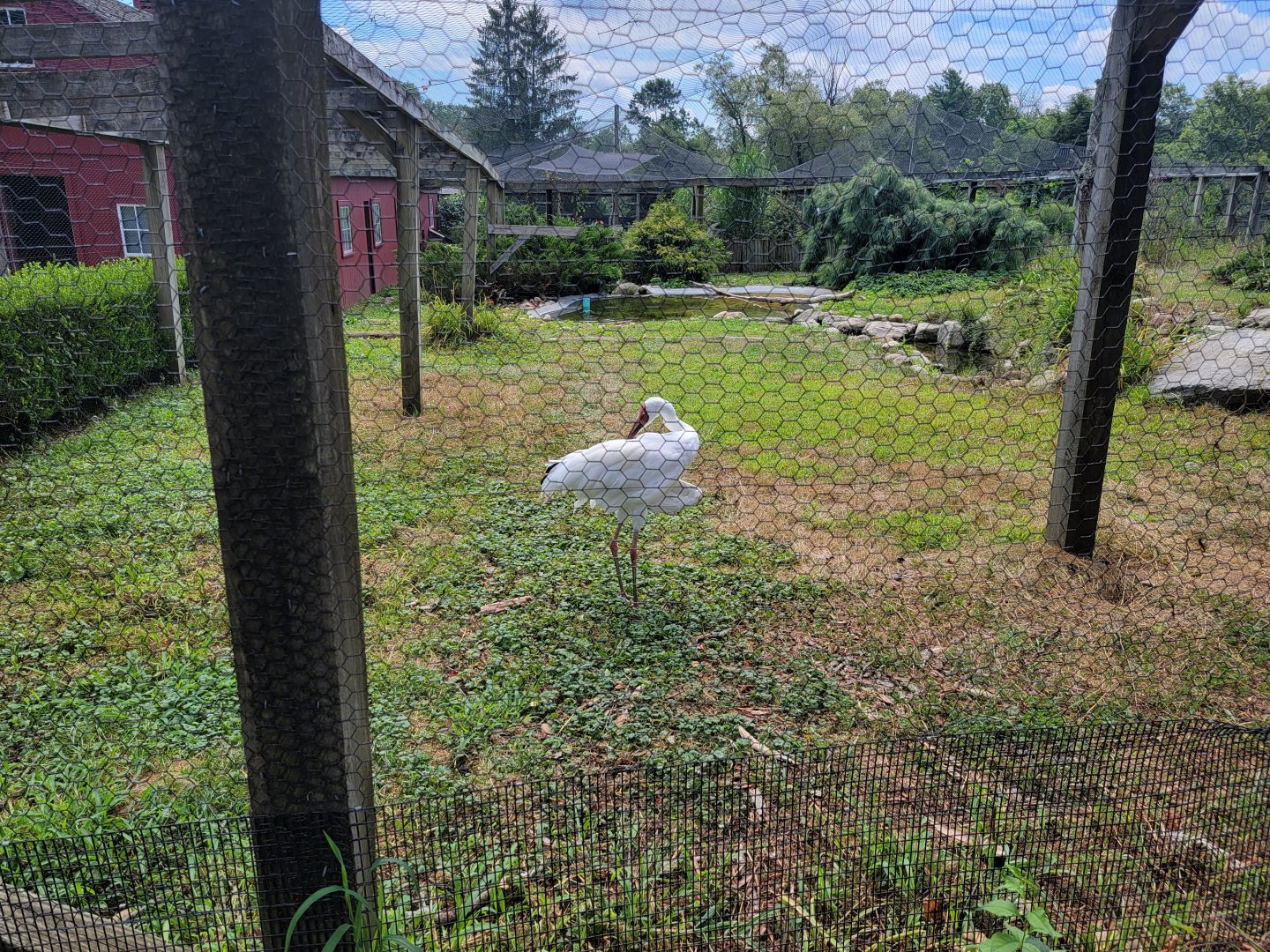 Ripley Waterfowl Conservancy - Siberian crane