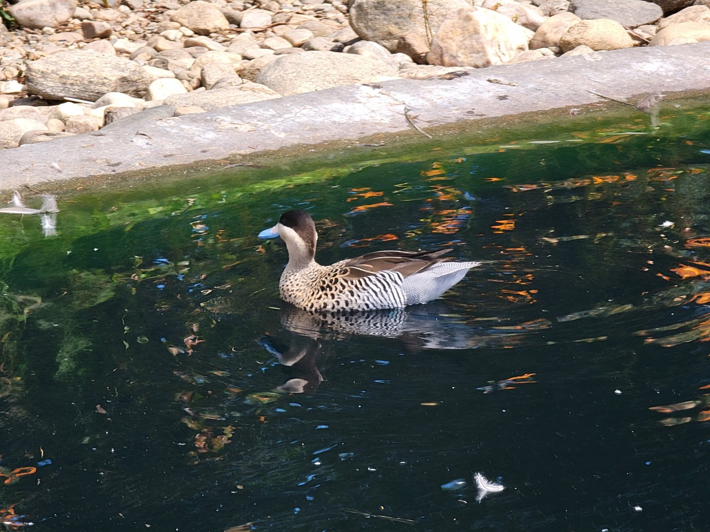 Ripley Waterfowl Conservancy - Silver teal