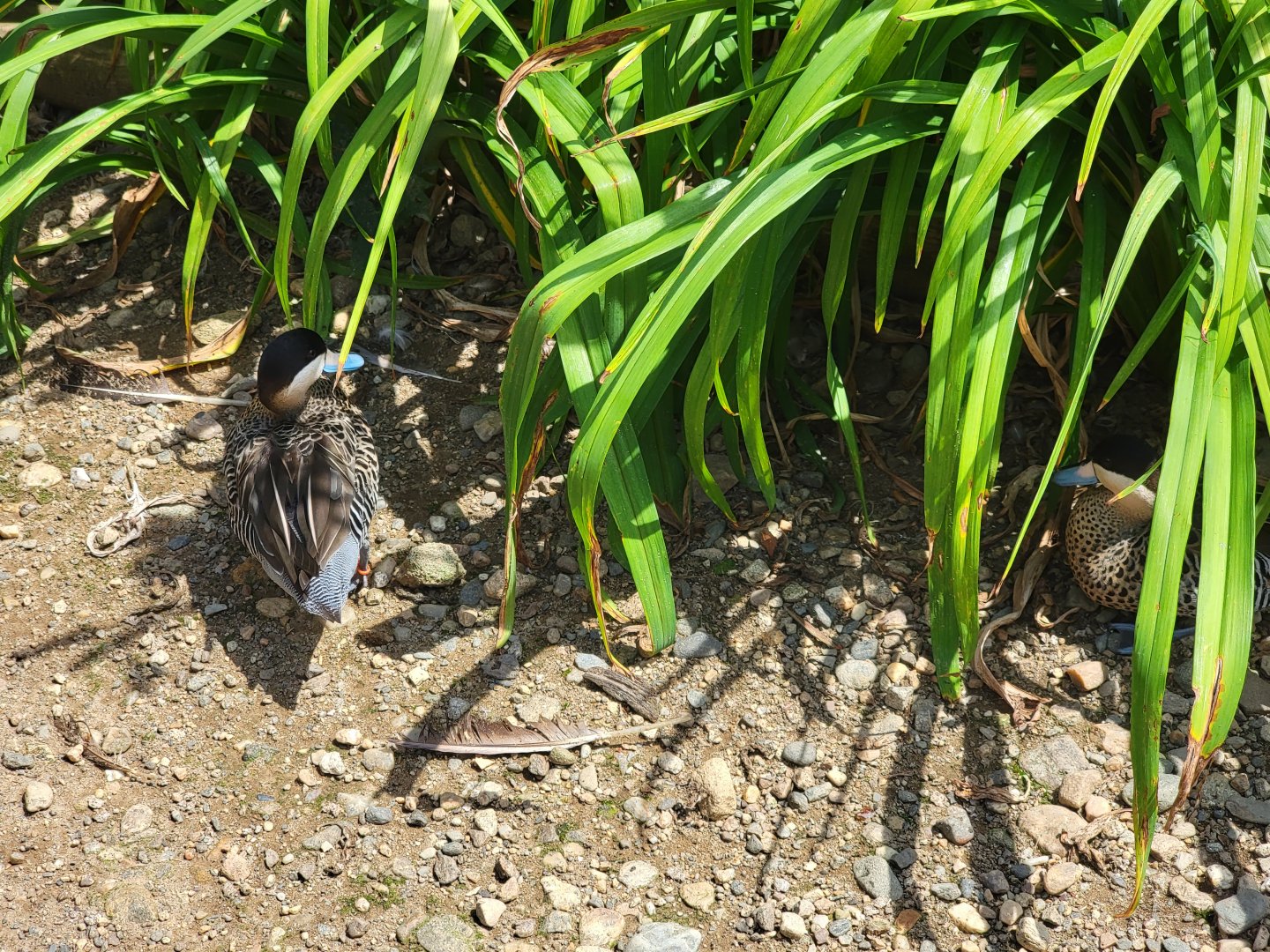 Ripley Waterfowl Conservancy - Silver teals