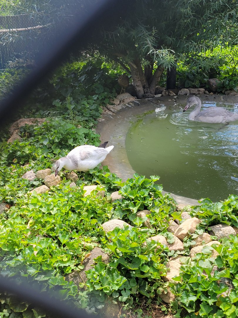 Ripley Waterfowl Conservancy - Smaller aviaries