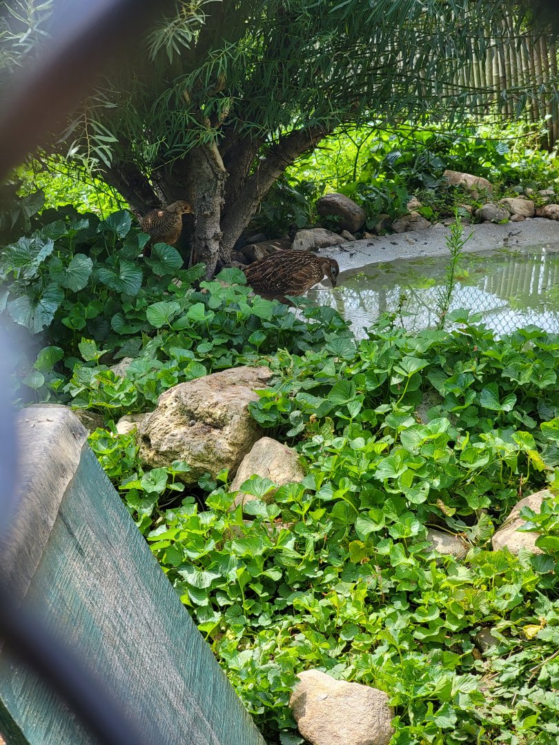 Ripley Waterfowl Conservancy - Smaller aviaries