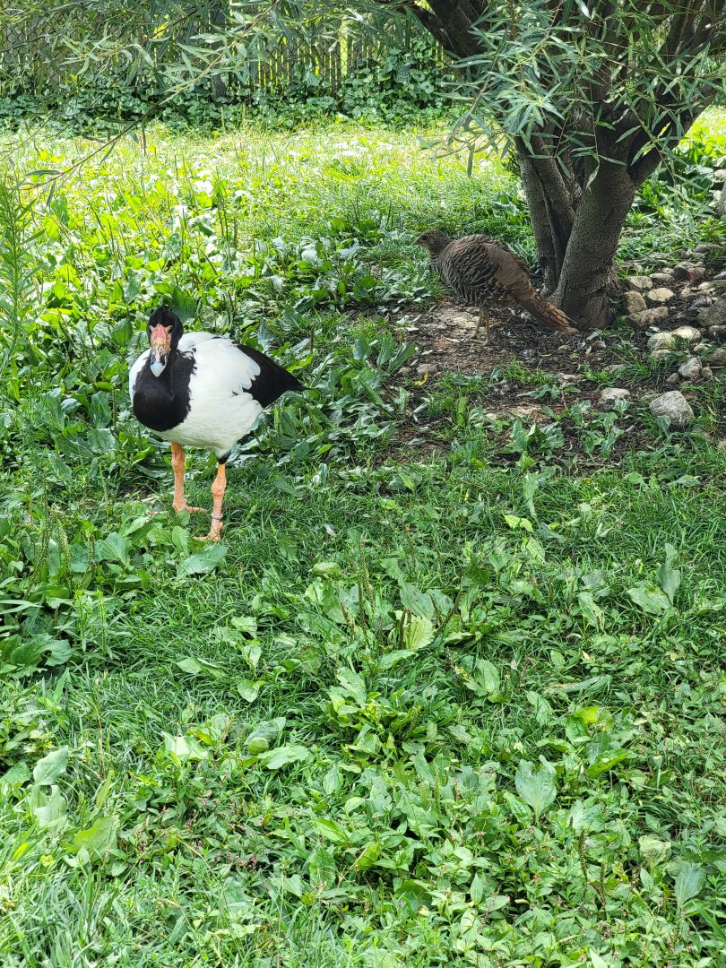 Ripley Waterfowl Conservancy - Smaller aviaries