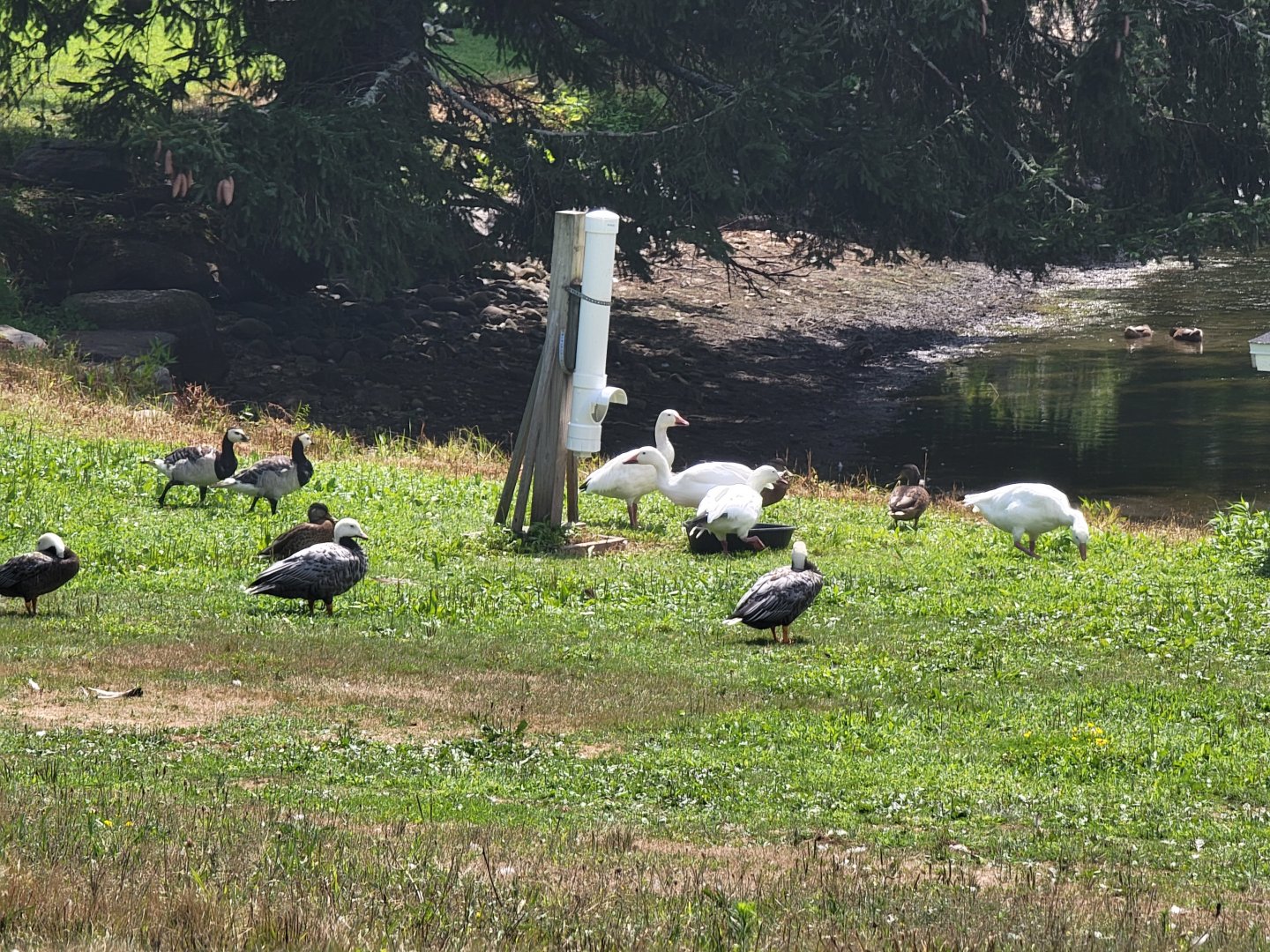 Ripley Waterfowl Conservancy - Some of the field species