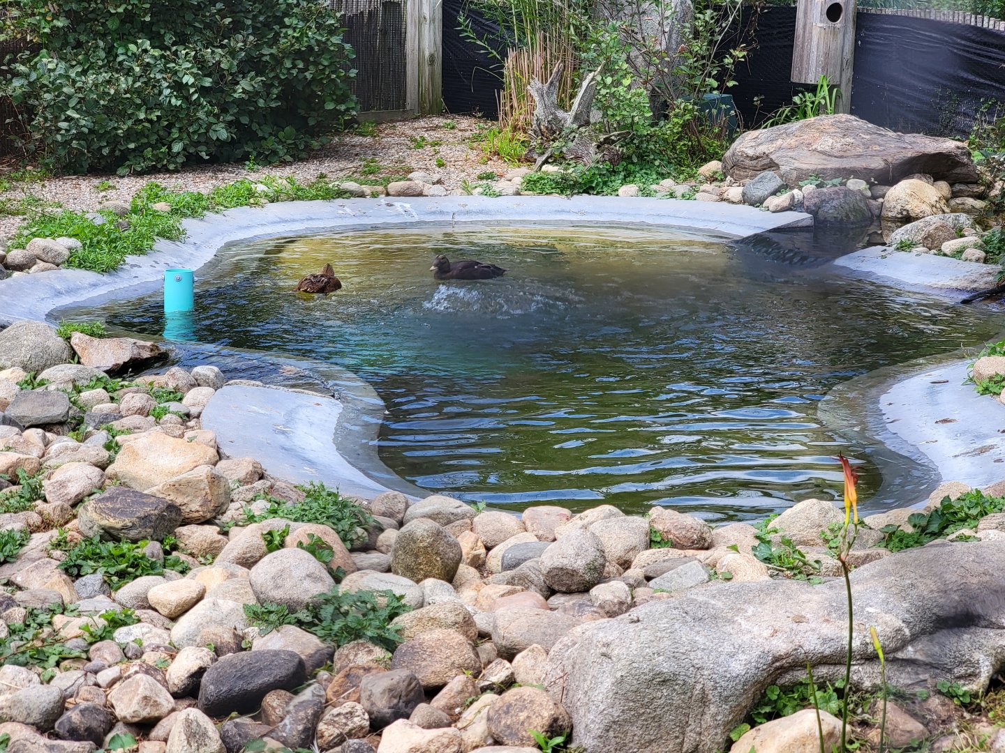 Ripley Waterfowl Conservancy - Spectacled eider pair