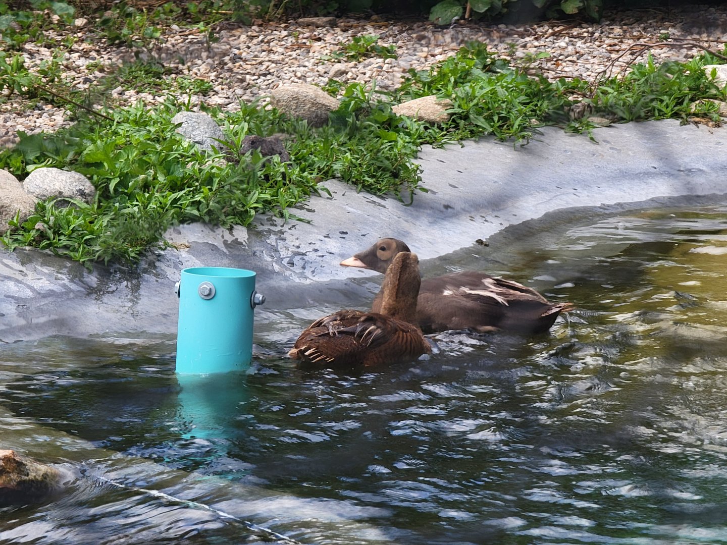 Ripley Waterfowl Conservancy - Spectacled eider pair