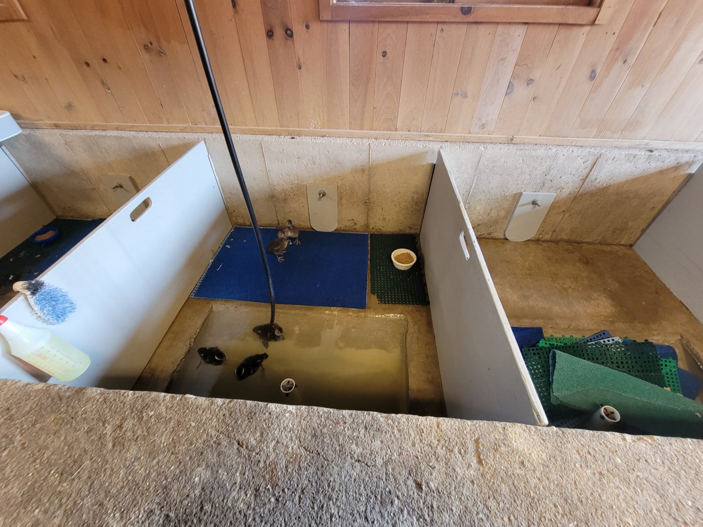 Ripley Waterfowl Conservancy - Unknown ducklings being introduced to water